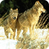 Wolf Pack Misconceptions