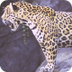 Jaguar - Animal Facts