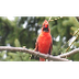 Le cardinal