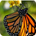Six Ways to Save Monarchs 