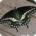 SWALLOWTAILS--ALL