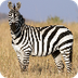 Spelletje over een zebra
