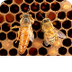 Bees Kidcyber