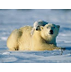 Polar Bear | Basic Facts About