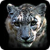 Snow Leopard Cam