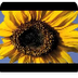 Sunflower time lapse - YouTube
