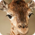 Giraffe Pregnacy