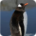 Gentoo Penguins - YouTube