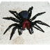 Mouse Spider