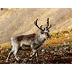 Reindeer (Rangifer Tarandus) -