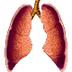  Lungs & Respiratory System