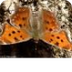 comma butterfly