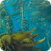 Kelp Forests - Channel Islands
