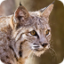 Lynx (Bobcat)