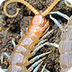 Centipede - Wikipedia, the fre
