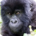 Adopt a Gorilla