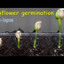 Sunflower germination time-lap