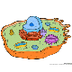 Animal Cell Game