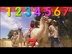 Counting Song Number 7 Llamas