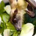 New guide to Amazonian bats