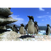 Compilation chute de pingouin 