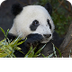 Panda Webcam