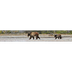 Webcams - Yellowstone