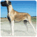Great Dane