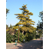 Pinus radiata