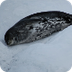Count Weddell Seals