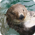 Sea Otter
