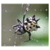 Spiny-backed Orb-spider