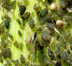 The Aphid Life Cycle