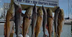 Charter Fishing Trips in Alaba