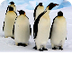 Penguin Facts