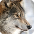 Colorado Wolf and Wildlife Cen