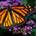 North American Butterfly Count