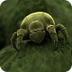 Dust Mite - Facts About 