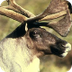 Woodland Caribou | Basic Facts