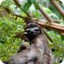 Three-Toed Sloths