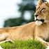 Live Lion Cam - Webcam video o