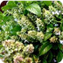 basil herb