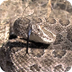 Prairie Rattlesnake - YouTube