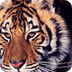 Tiger Species