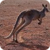 Kangaroos — kidcyber