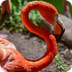 Flamingo Live Cam