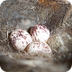 Bird Egg and Nest ID