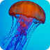 Live Jellyfish Cam - West Coas