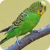 Parakeet