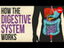 How your digestive system work